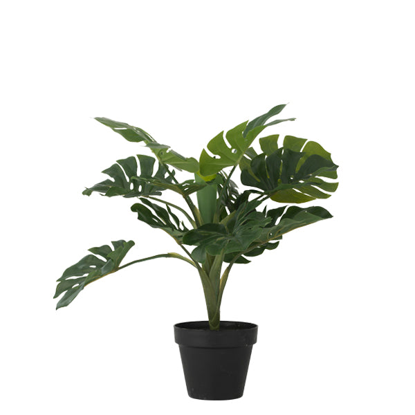 Bahne Interior plante monstera i potte - 45 cm. - Bahne